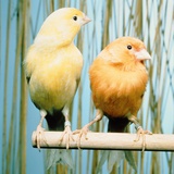 Two canaries sitting on a pole