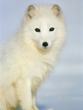Polar fox sitting in the snow
