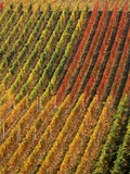 Vineyard  Germany