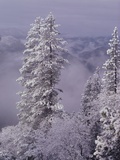 Snowy Trees