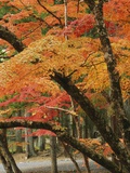 Autumn in Koya-san