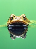 Frog in the water