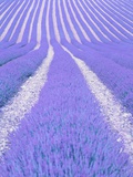 Blooming lavender in lines