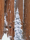 Conifer and redwood forest in winter