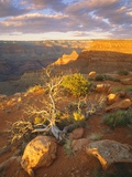 Rocks and Shrubs at the Grand Canyon