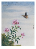 Chinese Watercolor of a Moth and Pink Carnations