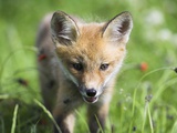Red Fox Pup