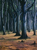Forest  Nienhagen  Mecklenburg-West Pomerania  Germany  medium full