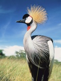 Grey crowned crane