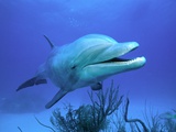 Bottlenose Dolphin