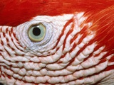 Eye of scarlet macaw
