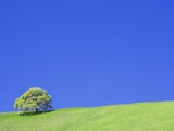 Tree and Hill