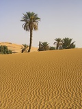 Palm Trees in Desert