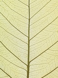 Leaf of a Poplar  Macro Shot