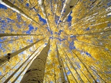 Quaking Aspen Grove in Fall  Colorado