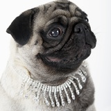 Pug Wearing Pearl Necklace