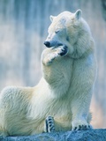 Polar bear yawning in zoo enclosure