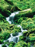 Stream and moss  Olympic National Park  USA