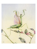 Illustration of Praying Mantis by Edward Julius Detmold