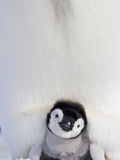 Emperor Penguin and Chick in Antarctica