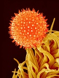 Mallow Plant Pollen Magnified 600 Times