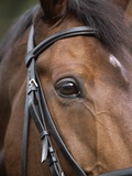 Bay Horse in Bridle