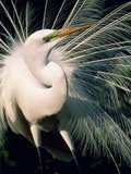 Great egret