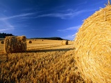 Field with bales of hay