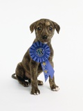 Pit Bull Puppy with 1st Place Ribbon