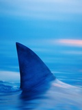 Shark's Dorsal Fin Cutting Surface of Water