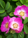 Pink Flowers
