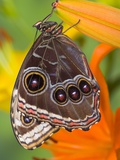 Blue Morpho Resting on an Orange Asiatic Lily