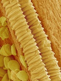 Gladiolus Pollen in Anther