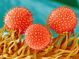 Mallow Plant Pollen Magnified 300 Times