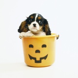 Cavalier King Charles Spaniel Puppy