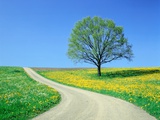 Country road and tree  spring