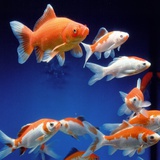Several goldfishes in the aquarium