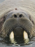 Walrus Looking Straight Ahead