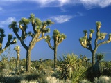 Some Joshua trees in the Joshua Tree national park  california (USA)