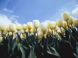 Blooming yellow tulips