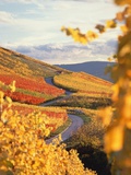Vineyards in autumn in Esslingen/Neckar