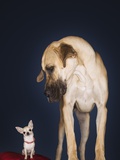 Toy Chihuahua and Great Dane