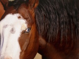 Horse  (Oregon  USA)