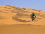 Palm Tree in Desert