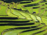Terraced rice fields in Yunnan Province  China