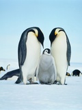 Two emperor penguins with fledgling