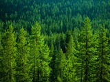 Pine Forest in Yosemite National Park