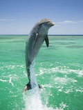 Jumping Bottlenose Dolphin