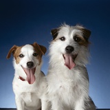 Two dogs sticking out their tongues