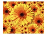 Sun flowers